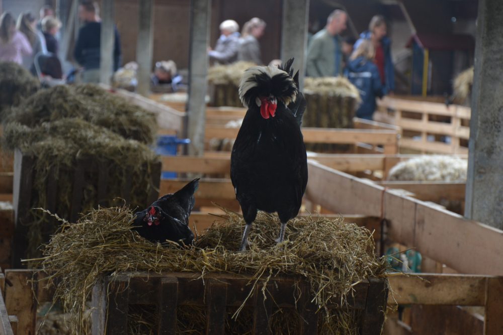 schapenboerderij Texel.