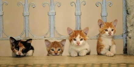 Kedi: de katten van Istanboel