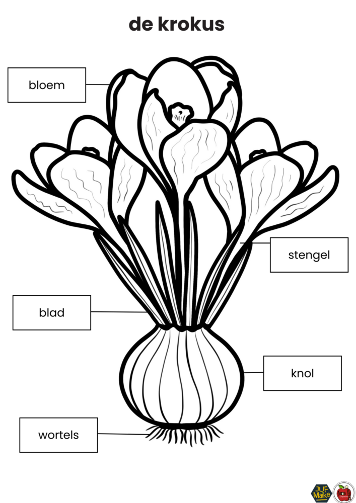 Onderdelen van een krokus