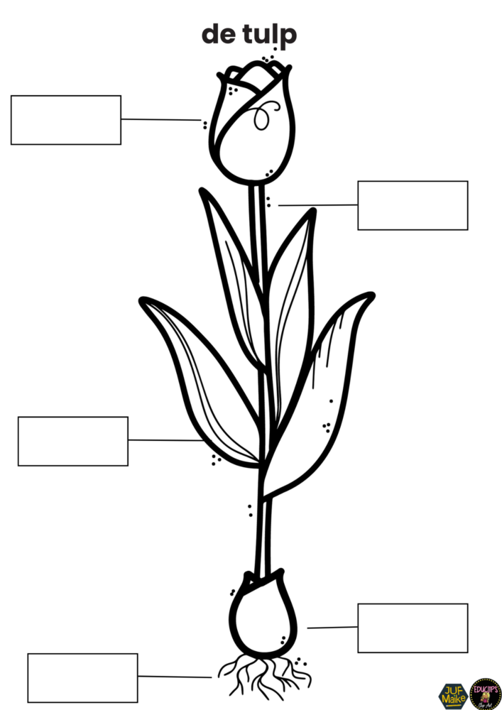 Onderdelen van de tulp