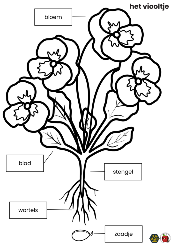 Onderdelen van een viooltje