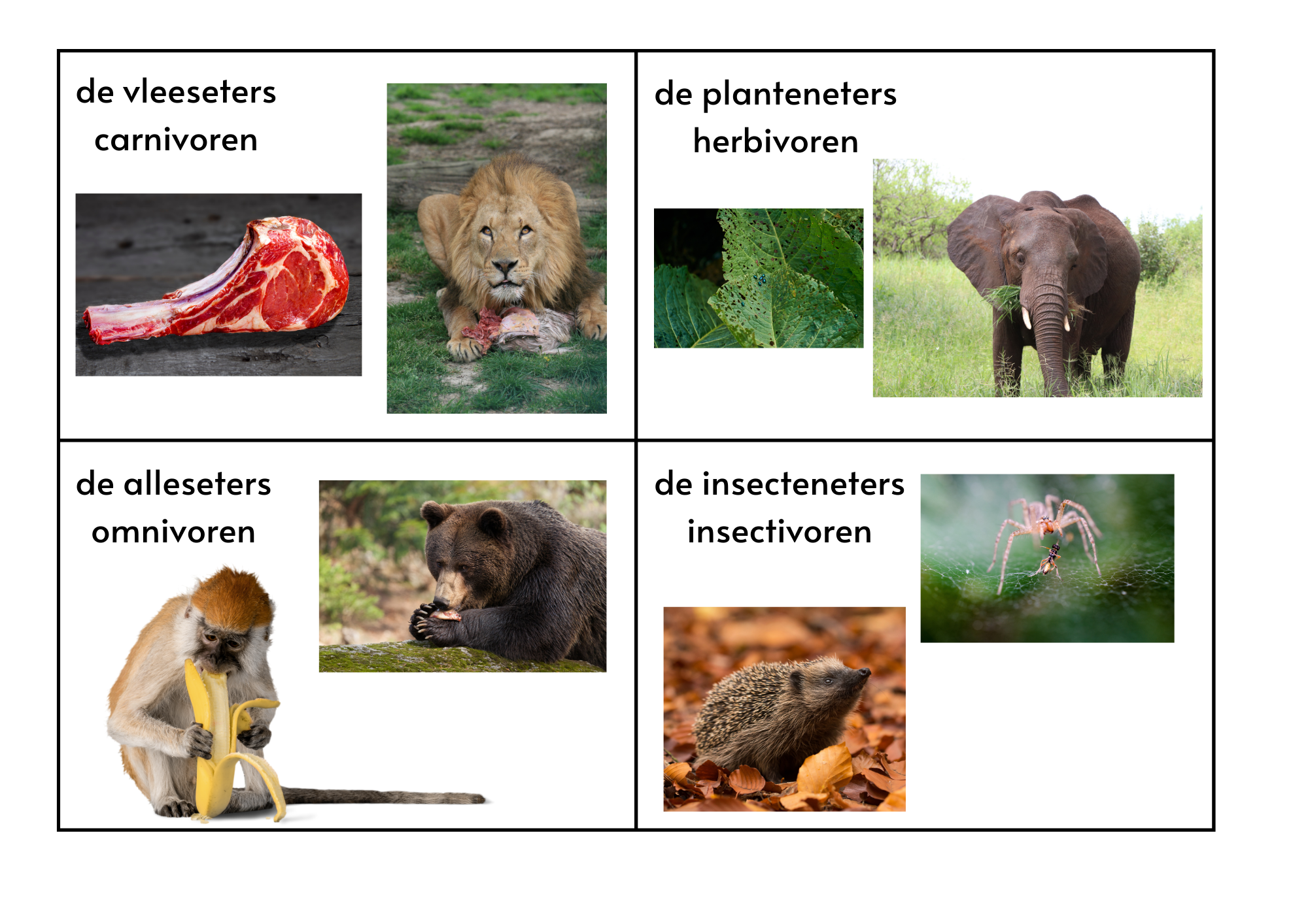 dieren sorteren voedsel