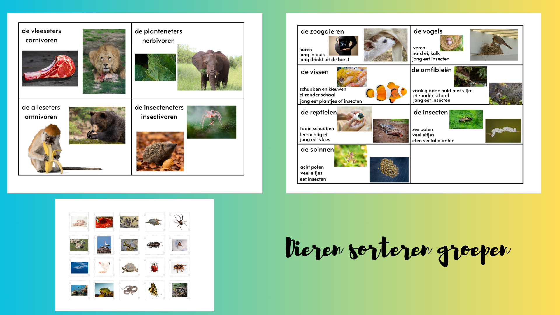 Dieren sorteren groepen