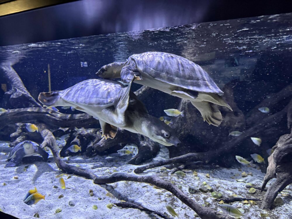 Nausicaá klimaatverandering